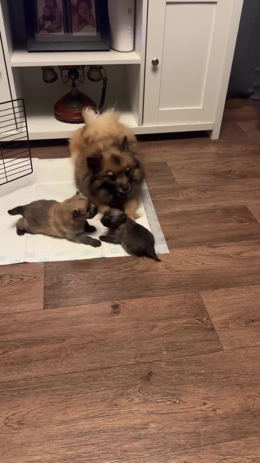 Pomeranian dogs for sale: Pomeranian Puppies - Video 1