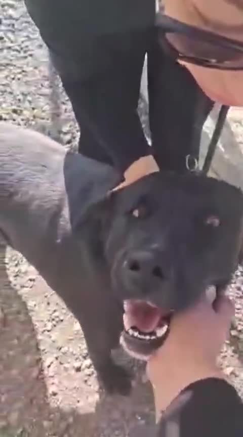 Mixed Breed dogs for adoption: Kofi foster or adopt please - Video 1