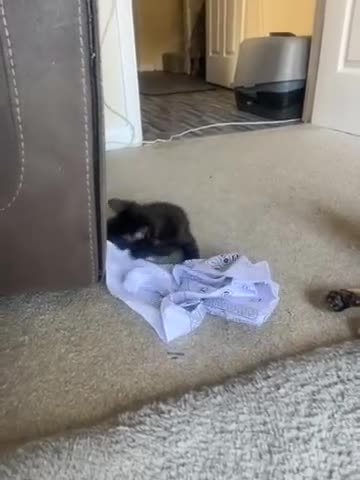 Bengal cats for sale: Beautiful kittens  - Video 4