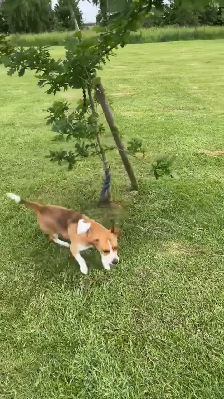Beagle dogs for sale: Otis  - Video 2