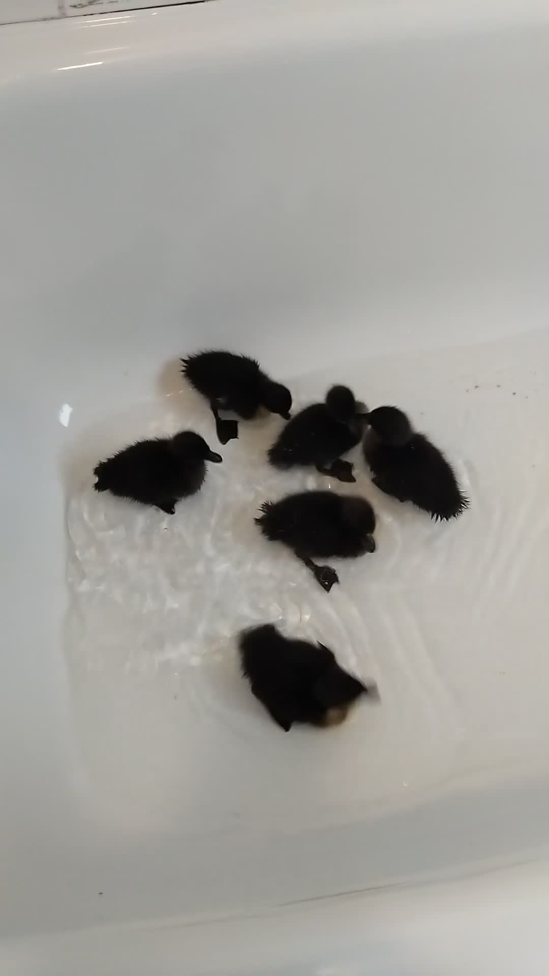 Ducks poultry for sale: Cayuga ducklings in Dumfries - Video 1