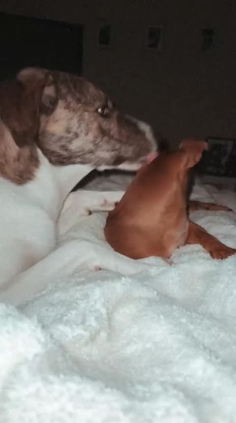 Mixed Breed dogs for adoption: Little Lady Josie is ready for her forever home! - Video 1