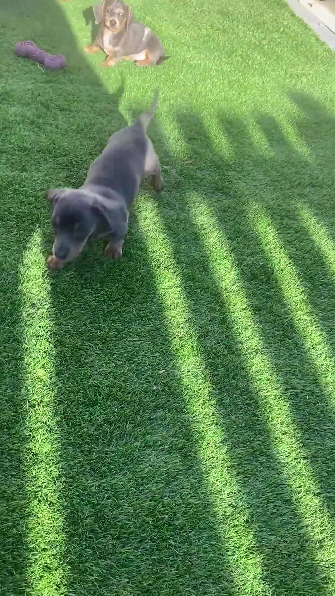Miniature Dachshund dogs for sale: Miniture dachshund puppies - Video 4