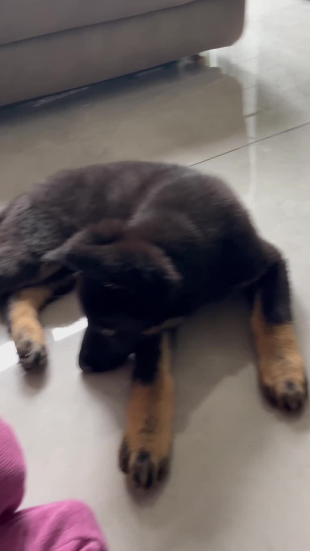 German Shepherd dogs for sale: Working line german Shepard  - Video 1