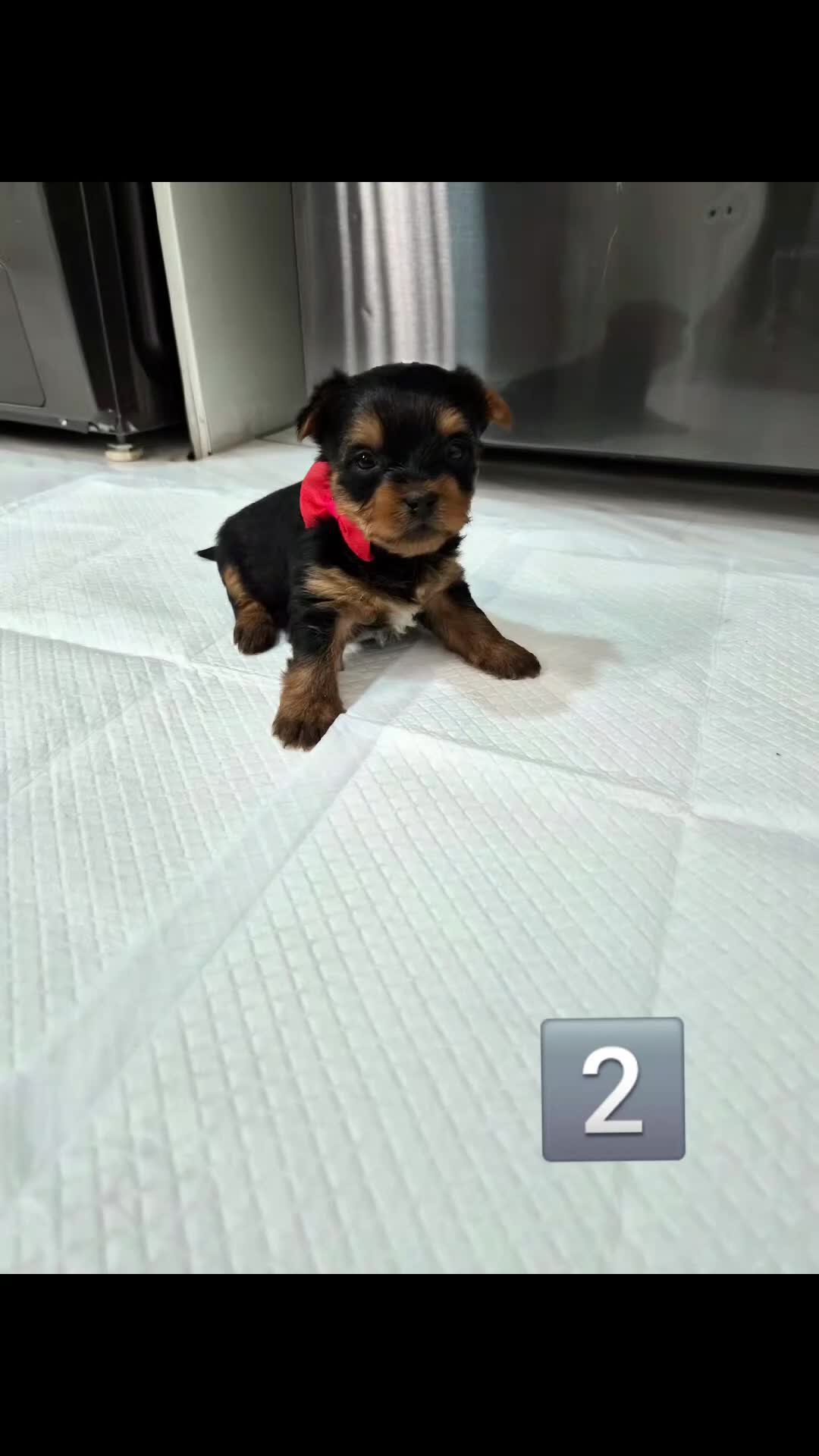 Yorkshire Terrier dogs for sale: 6 Girls yorkshire terrier girls - Video 3