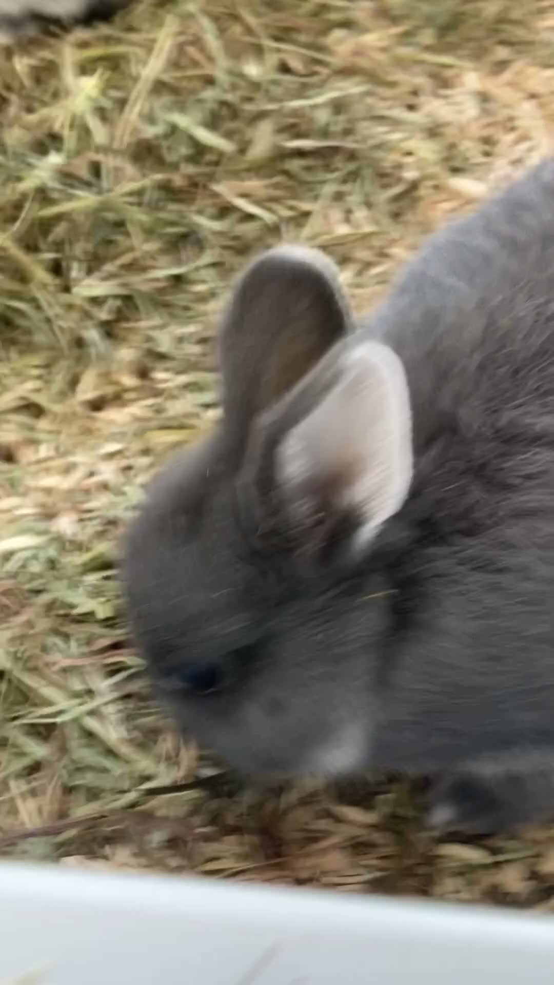 Netherland Dwarf rabbits for sale: blue otter Netherland dwarf does - Video 2