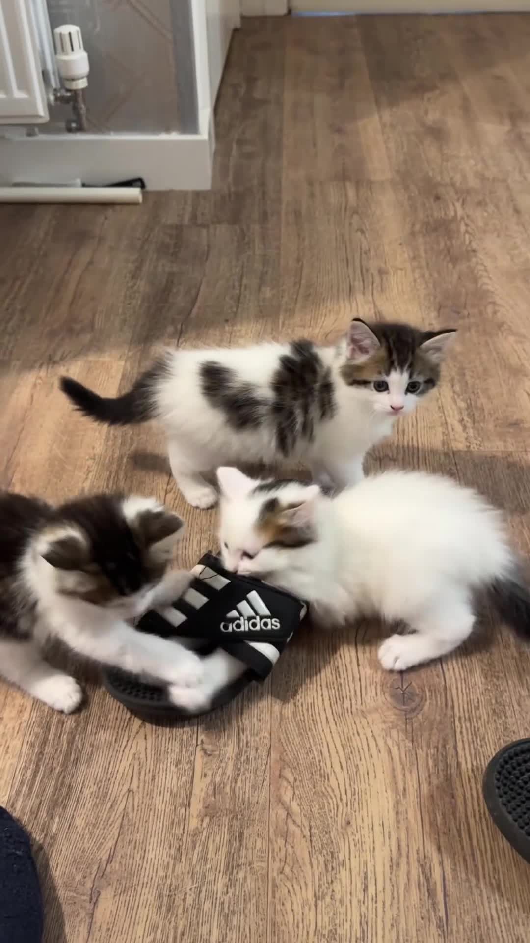 Ragdoll cats for sale: Beautiful Ragdoll Kittens  - Video 4