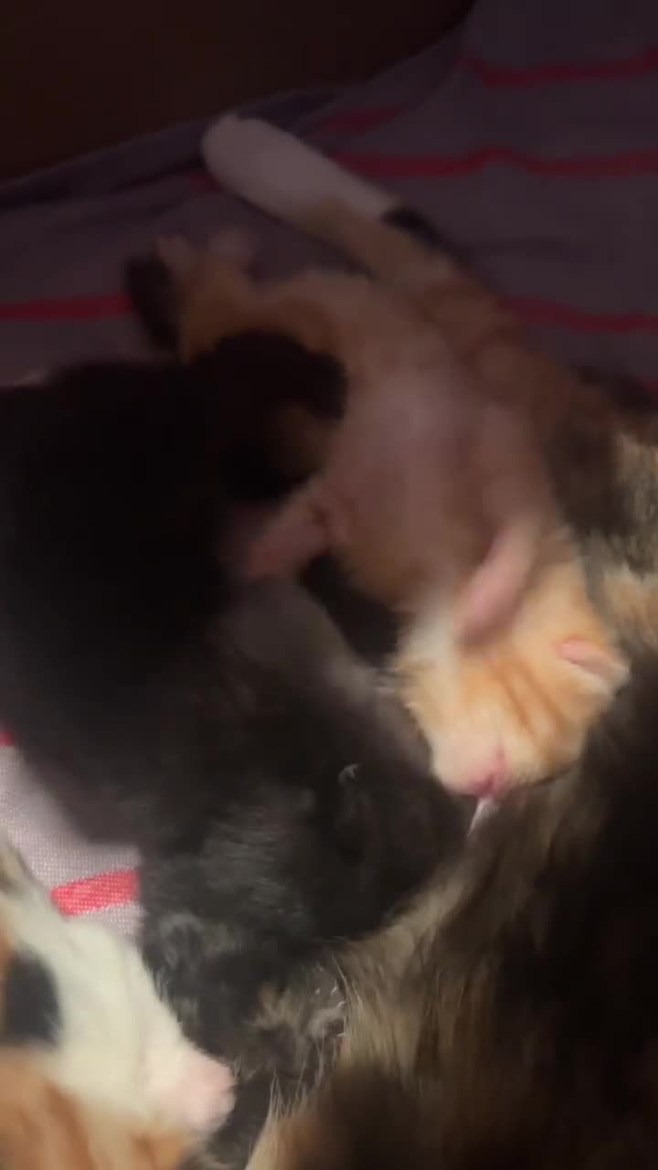 Mixed Breed cats for sale: Cute kitten litter of mix breed.  - Video 1