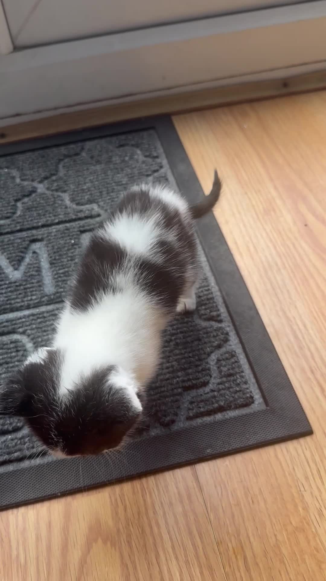 Mixed Breed cats for sale: LAST MALE KITTEN REMAINING - Video 5