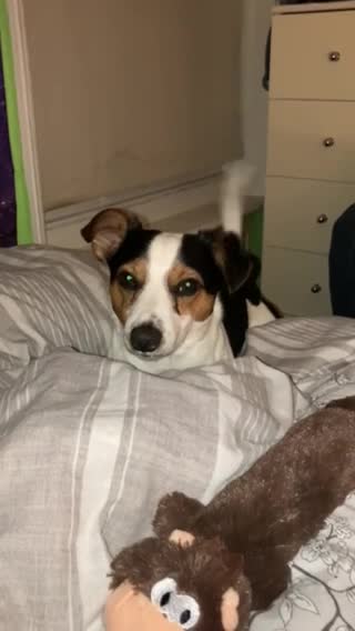 Jack Russell dogs for stud: Very handsome Jack Russell for stud in London - Video 1