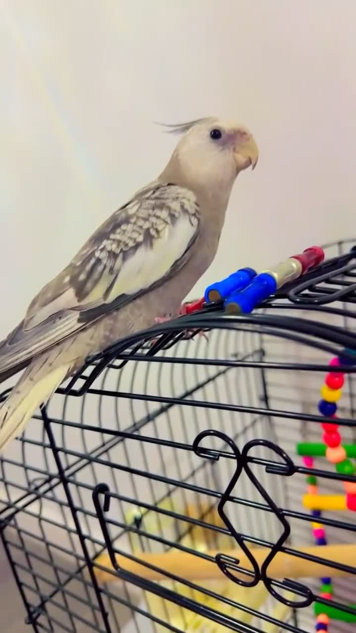 Cockatiels birds for sale: Beautiful young male cocktail - Video 4