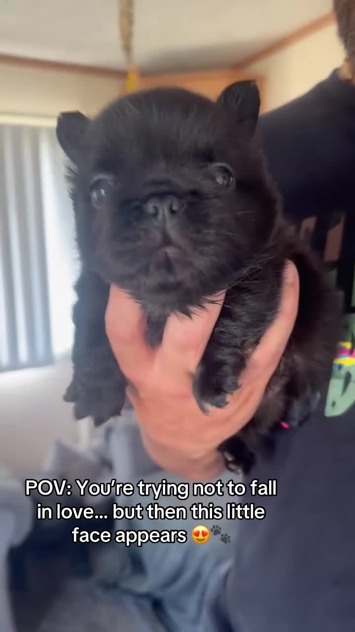 French Bulldog dogs for sale: The cutest fluffy frenchie  - Video 1