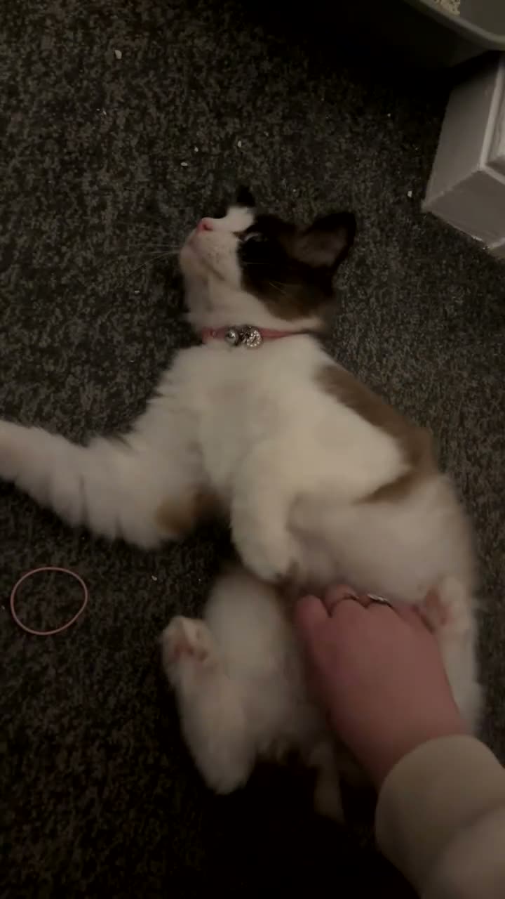 Ragdoll cats for sale: Coco  - Video 2