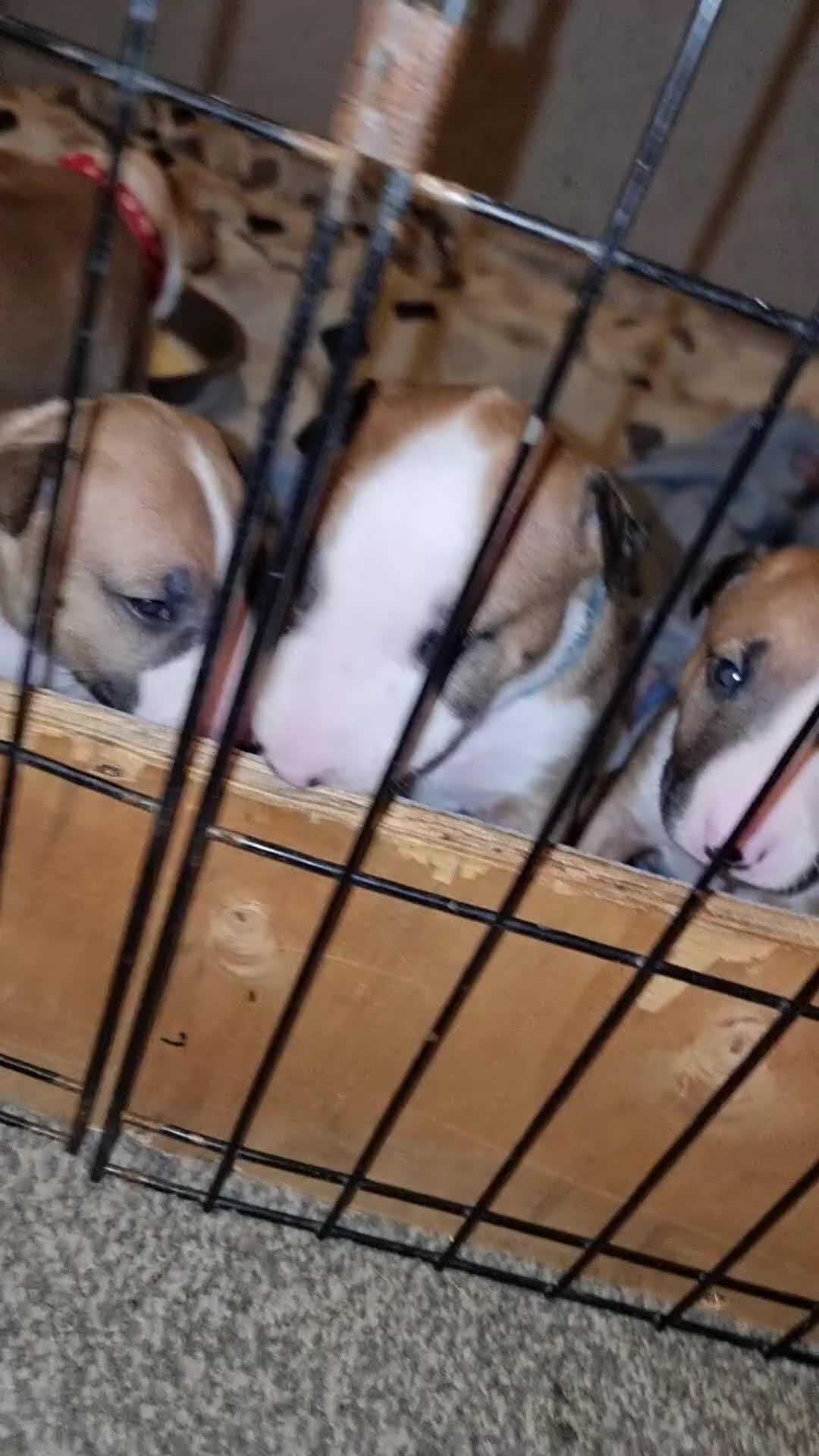 English Bull Terrier dogs for sale: English bull terrier  - Video 4