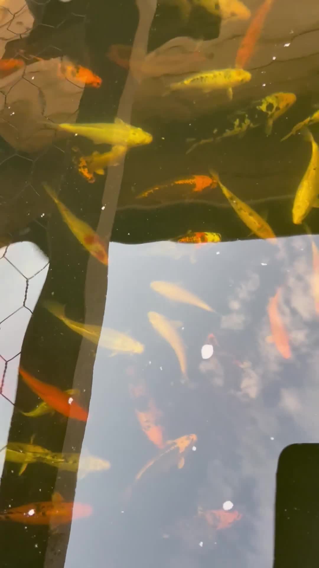 Koi Carp fish for sale: Koi carp - Video 1