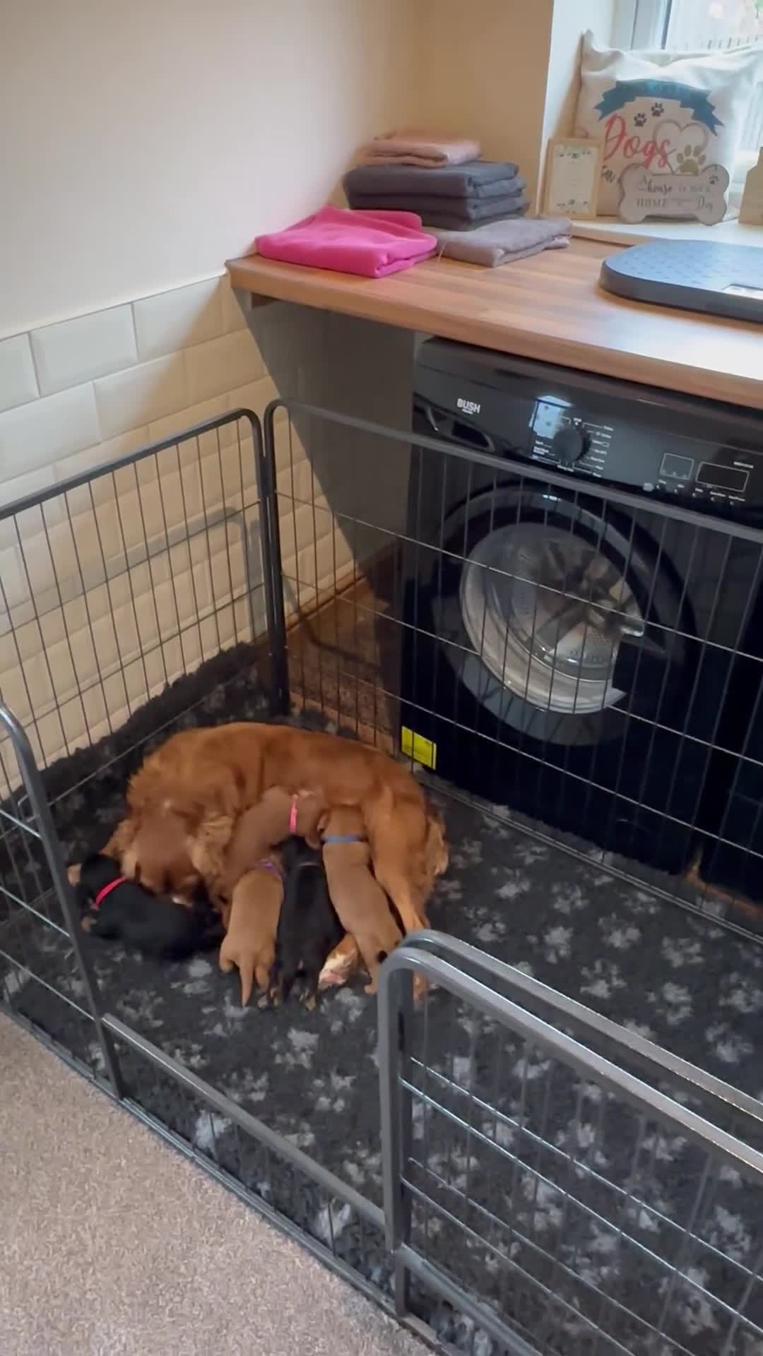 Cavalier King Charles Spaniel dogs for sale: 🐾 KC Registered Health Tested Puppies 🐾 - Video 3