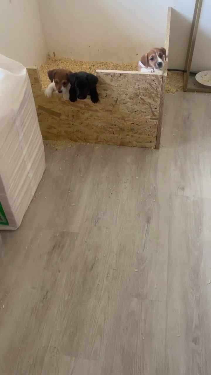 Patterdale Terrier dogs for sale: Patterdale Terrier  in Aldershot - Video 1