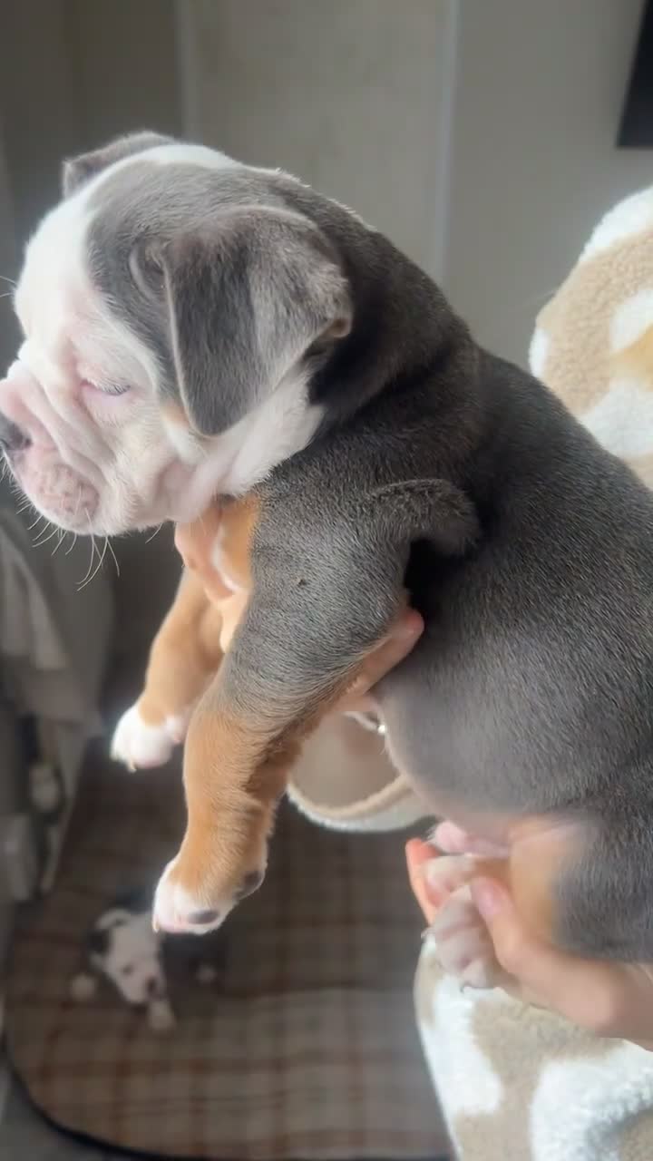 Olde English Bulldogge dogs for sale: Olde English bulldogs for sale  - Video 1