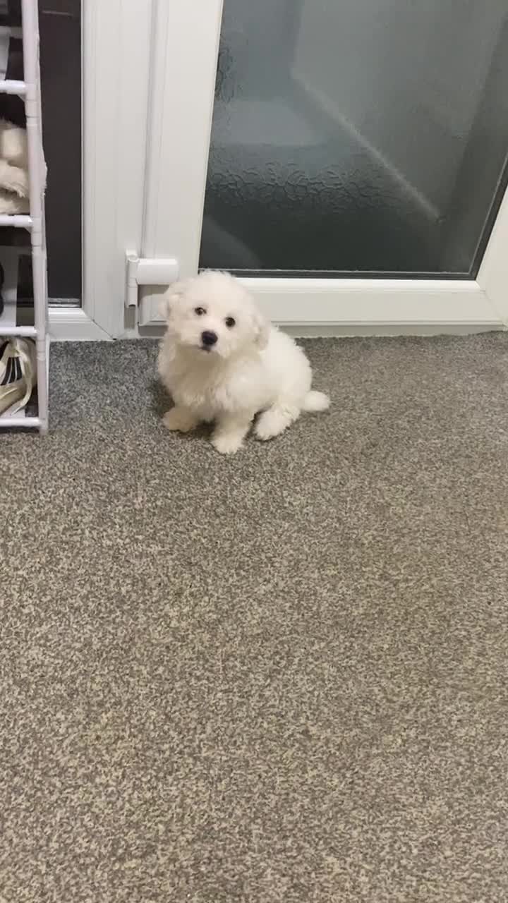 Maltese dogs for sale: Purebred Maltese Puppies Ready Now - Video 1