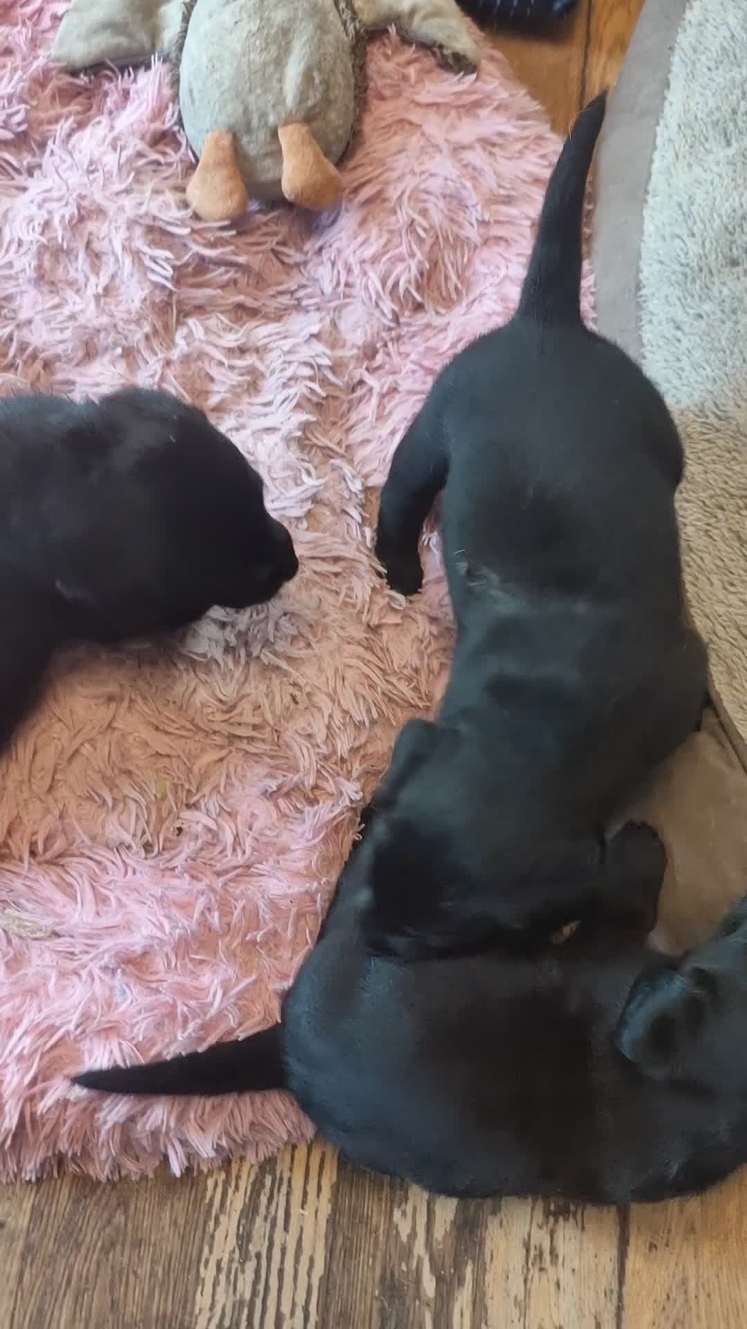 Labrador Retriever dogs for sale: Beautiful pedigree black Labrador pup's  - Video 1