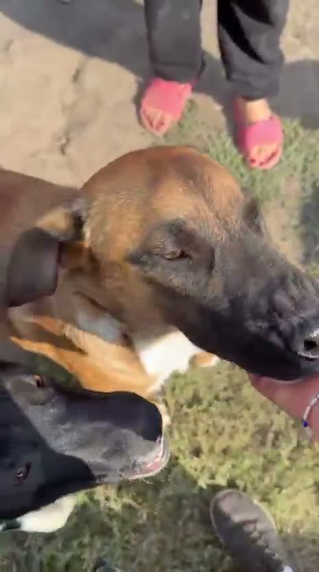 Mixed Breed dogs for adoption: 🐾🐕💙ROLLO - a Superb Boy for a Loving Home🐕🐾🏡 - Video 2