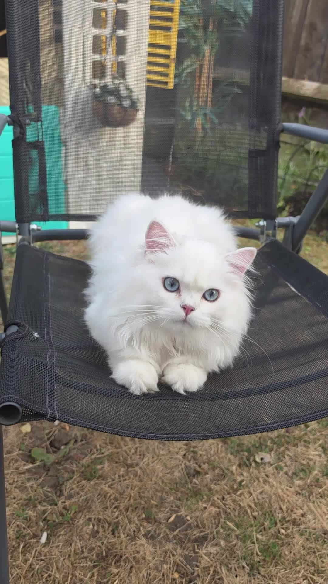 British Longhair cats for sale: British Longhair WCF Champion Kittens ⭐  - Video 2