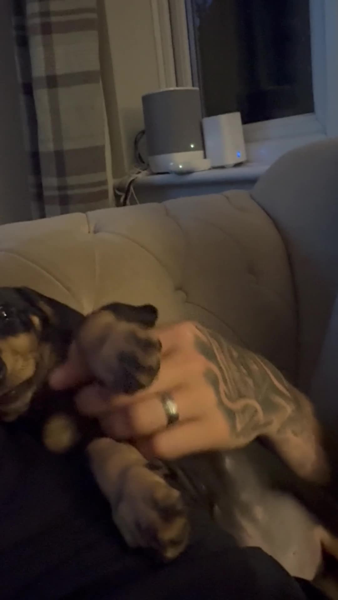 Dachshund dogs for sale: Blk and tan adorable male STANLEY - Video 1