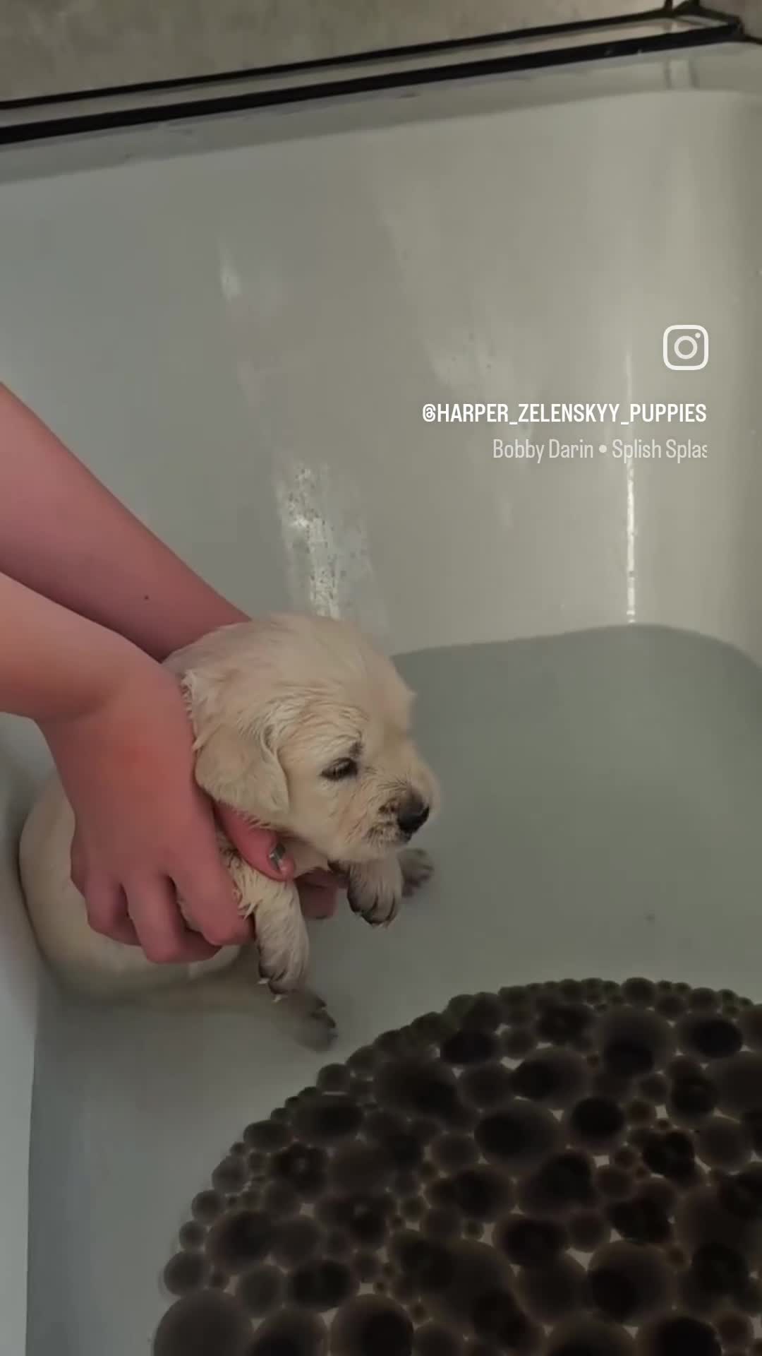 Golden Retriever dogs for sale: 8 stunning kc registered golden retriever puppies  - Video 1