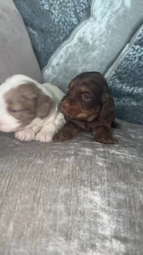 Cockapoo dogs for sale: Spaniel x cocker poo puppies  in Grays - Video 1