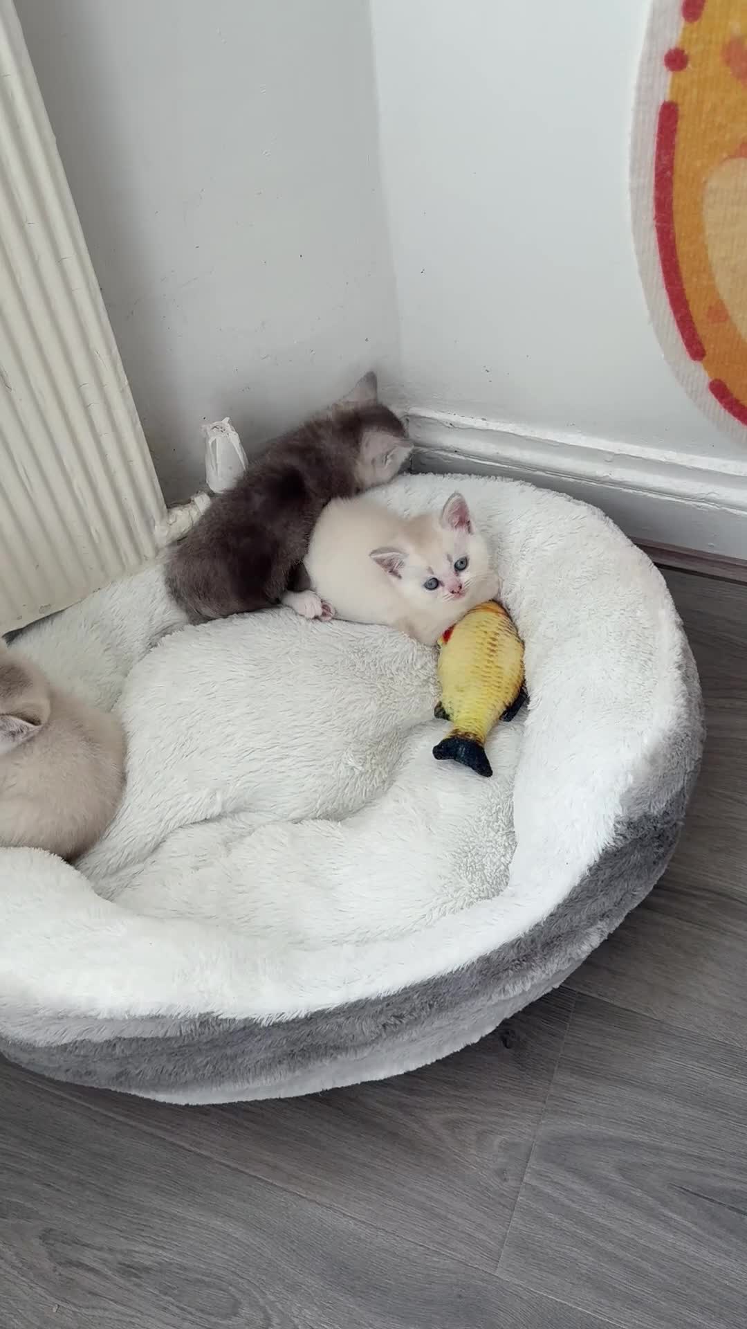 British Shorthair cats for sale: British Shorthair kittens - Video 2