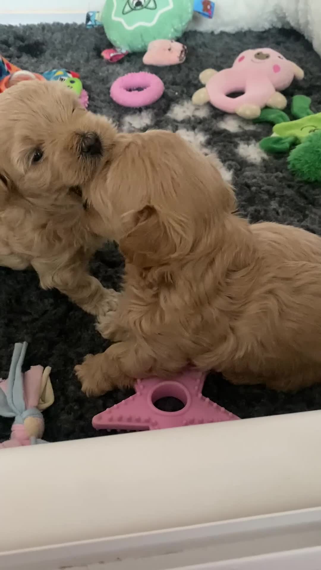 Maltipoo dogs for sale: Exquisite  **  Maltipoos puppies  - Video 1