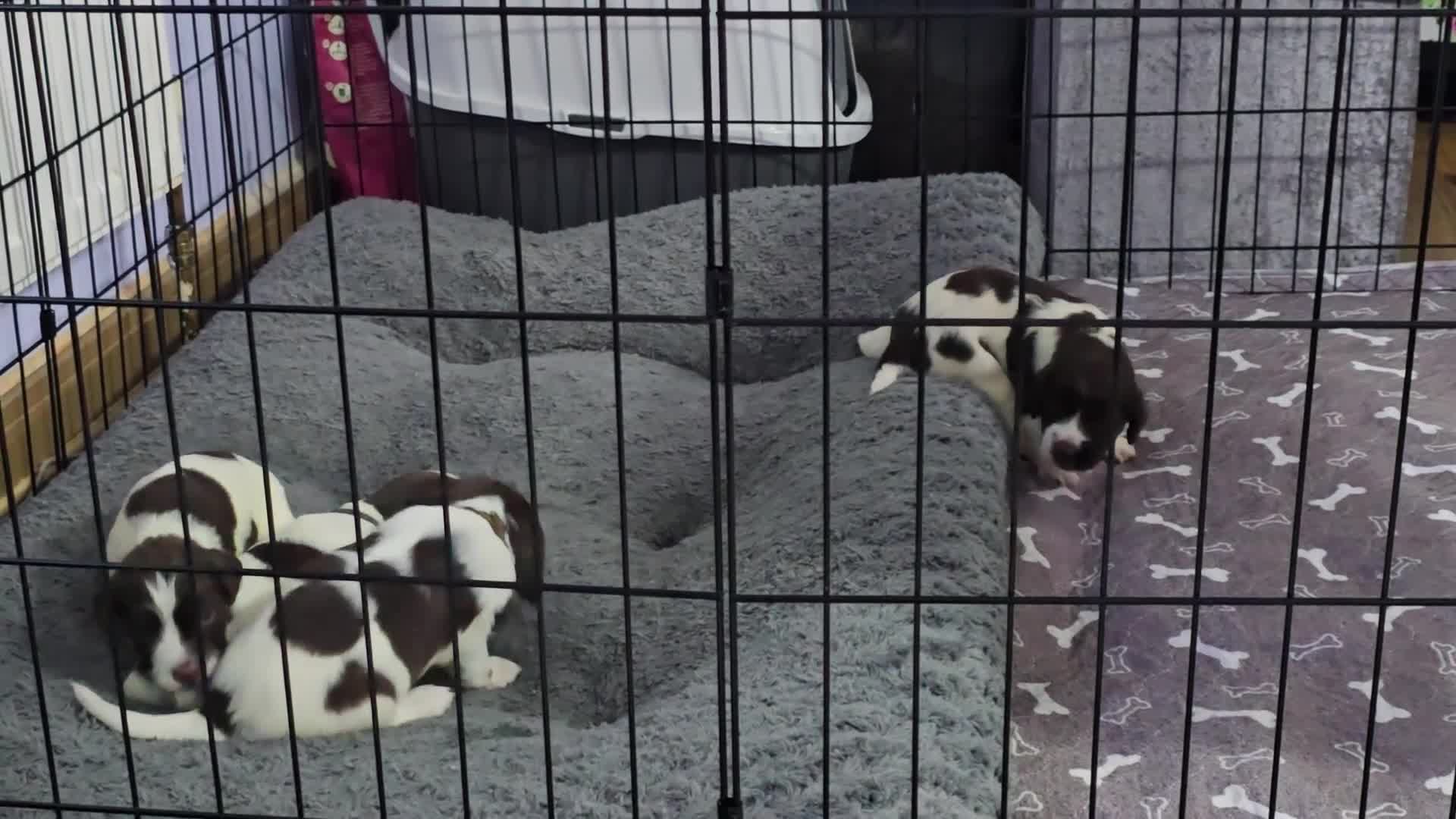English Springer Spaniel dogs for sale: Stunning Pedigree Registered Pups - Video 3