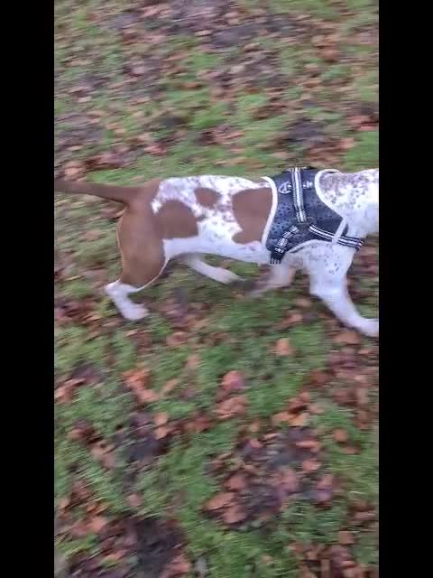 Mixed Breed dogs for sale: Bella pointer x staff - Video 1