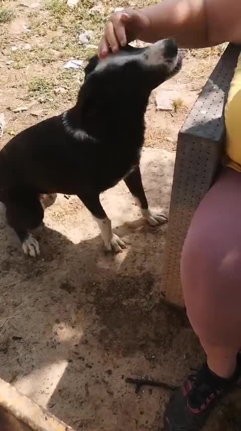 Mixed Breed dogs for adoption: Reduce fee an Urgent 🚨 home for Mila  in Hengoed - Video 1