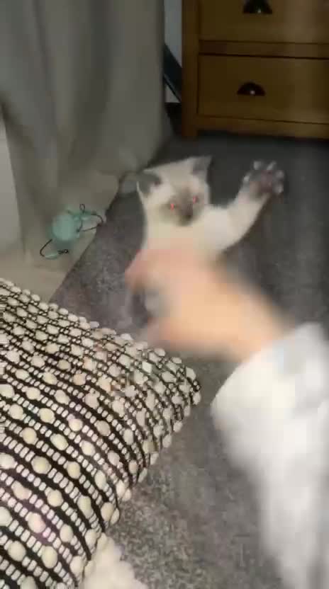 Ragdoll cats for sale: Blue seal point Ragdoll kittens  - Video 1