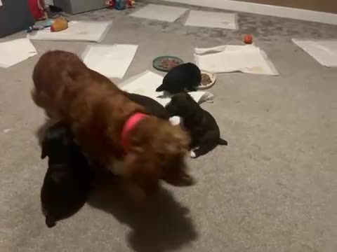Cocker Spaniel dogs for sale: Kc working cocker spaniel puppies - Video 3