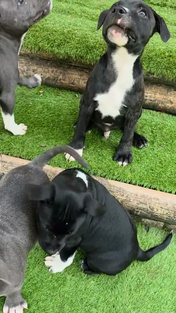 Staffordshire Bull Terrier dogs for sale: 🐾 One Boy Left, KC Reg, Eye Tested, HC & L2HGA 🐾 - Video 2