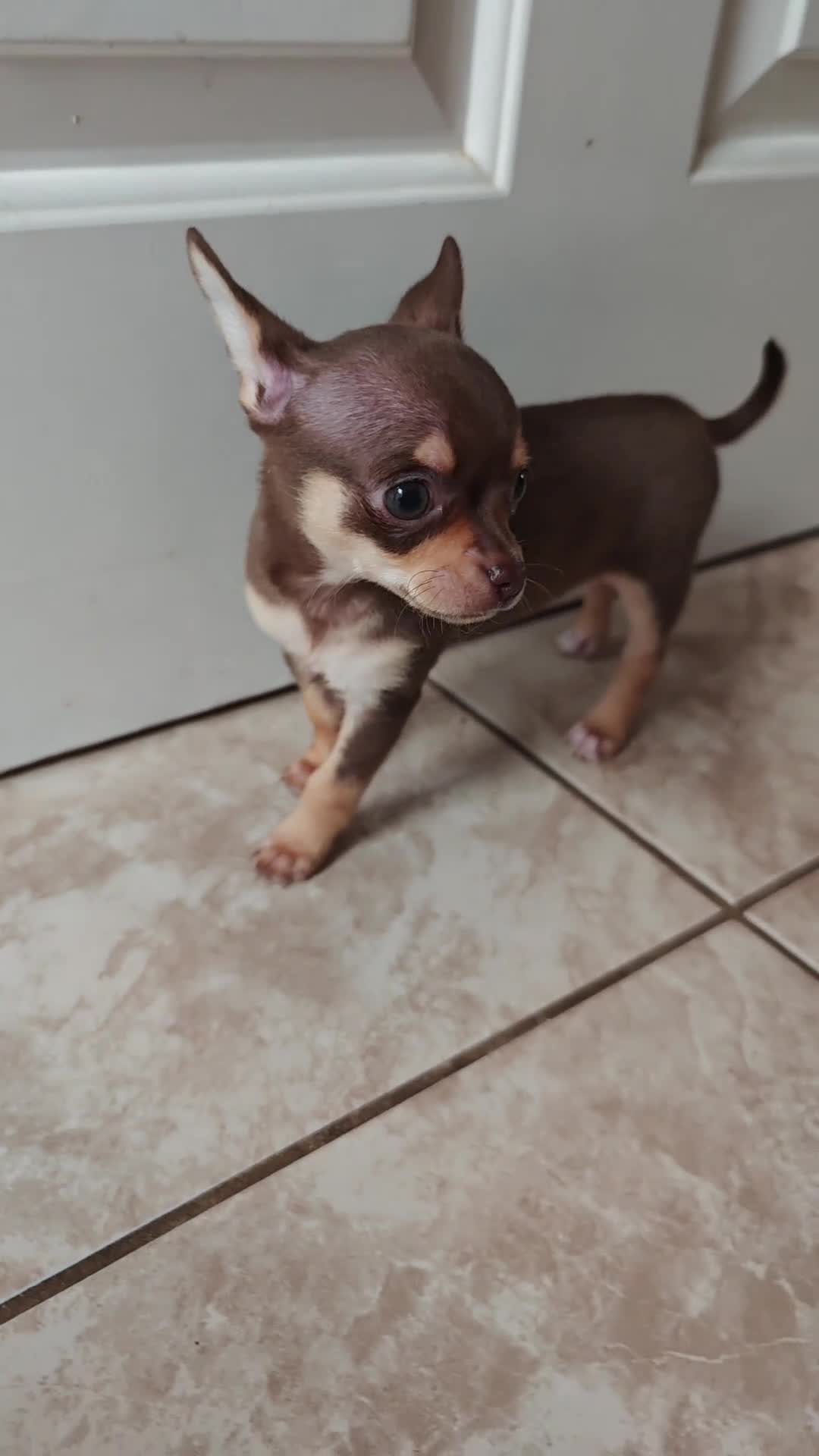 Chihuahua dogs for sale: Micro Chihuahua Puppies - Exceptional Lines - Video 1