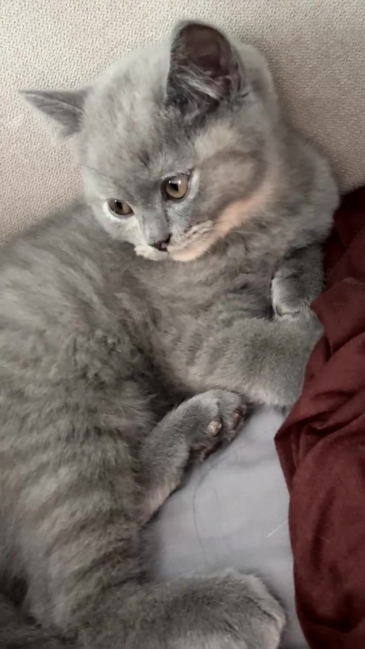 British Shorthair cats for sale: Adorable BSH Kittens Ready for Their Forever Homes - Video 4