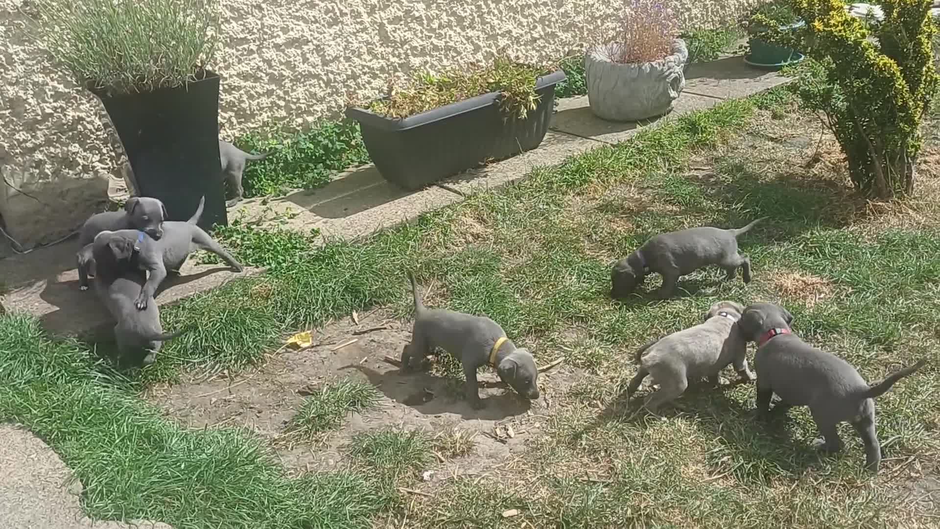 Whippet dogs for sale:  WHIPPET BABY'S (not kc reg) - Video 2