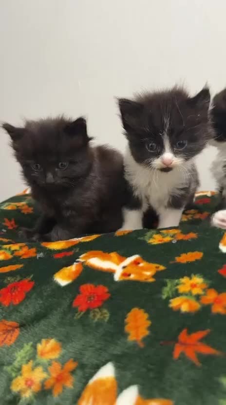 Mixed Breed cats for sale: Ragdoll x kittens - Video 1