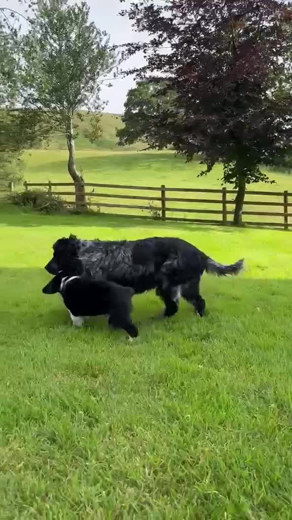 Mixed Breed dogs for sale: Cocker x Collie Pup in Llandovery - Video 1