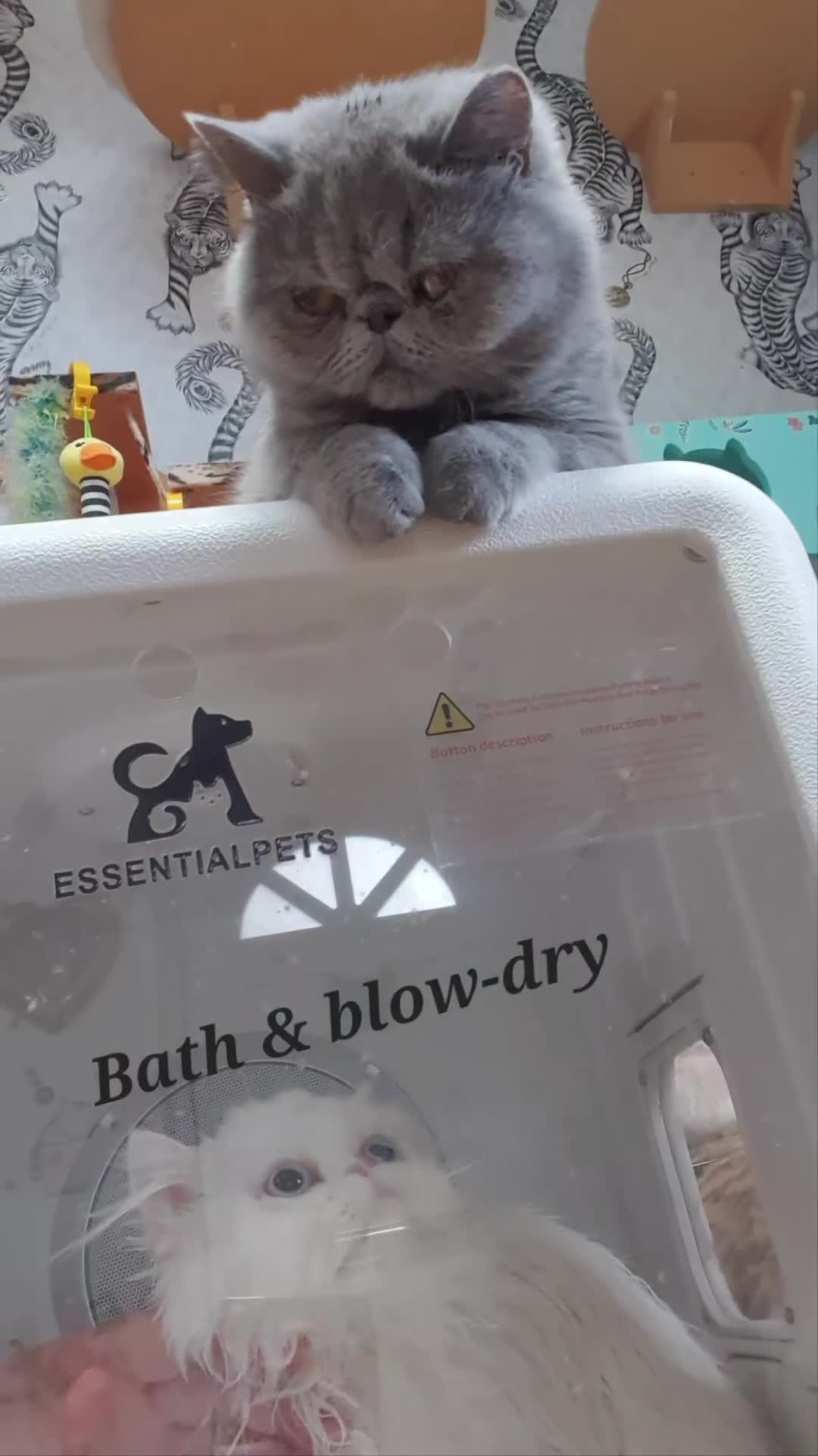 Persian cats for sale: 🎀🎀 One girl left GCCF Persian Kitten 🎀🎀 - Video 1