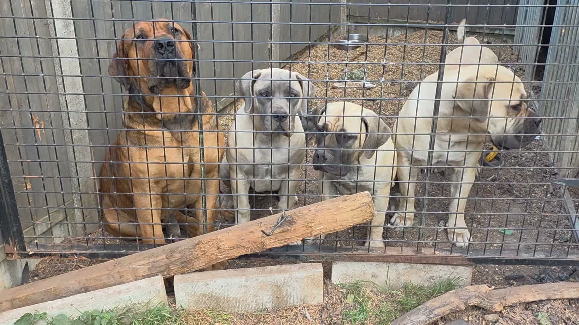 Boerboel dogs for sale: SABBS REGISTERED KENNEL - Video 5