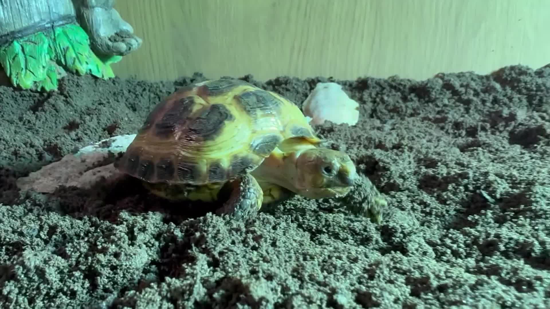 Tortoise reptiles for sale: Baby Horsfield Tortoises and Set Ups! - Video 2