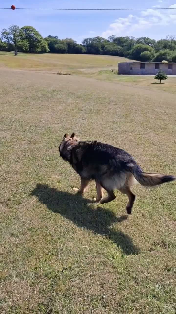 German Shepherd dogs for sale: German Shepherd Male For Sale - Video 1