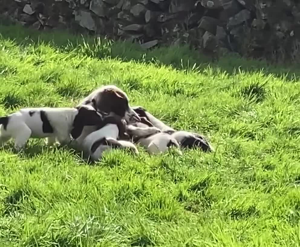 English Springer Spaniel dogs for sale: English Springer Spaniel Pups  - Video 1