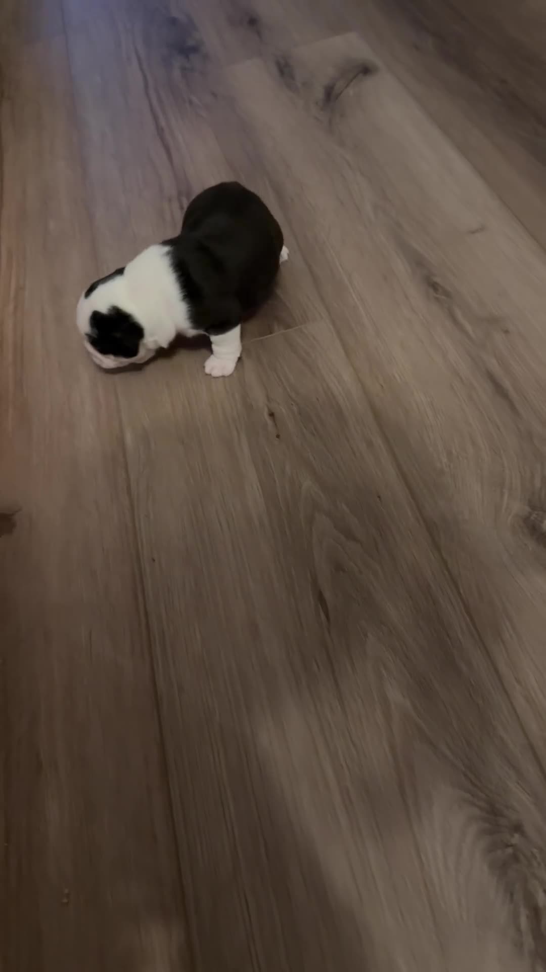 Pug dogs for sale: 1 boy pug pup left ready for his forever home 😍 - Video 1