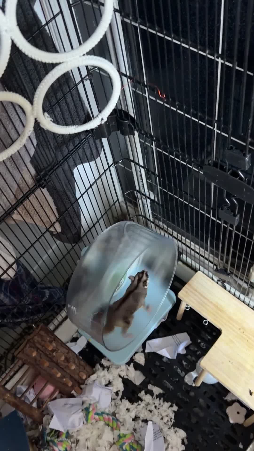 Sugar Glider rodents for sale: Male and female x breeding pair  - Video 1