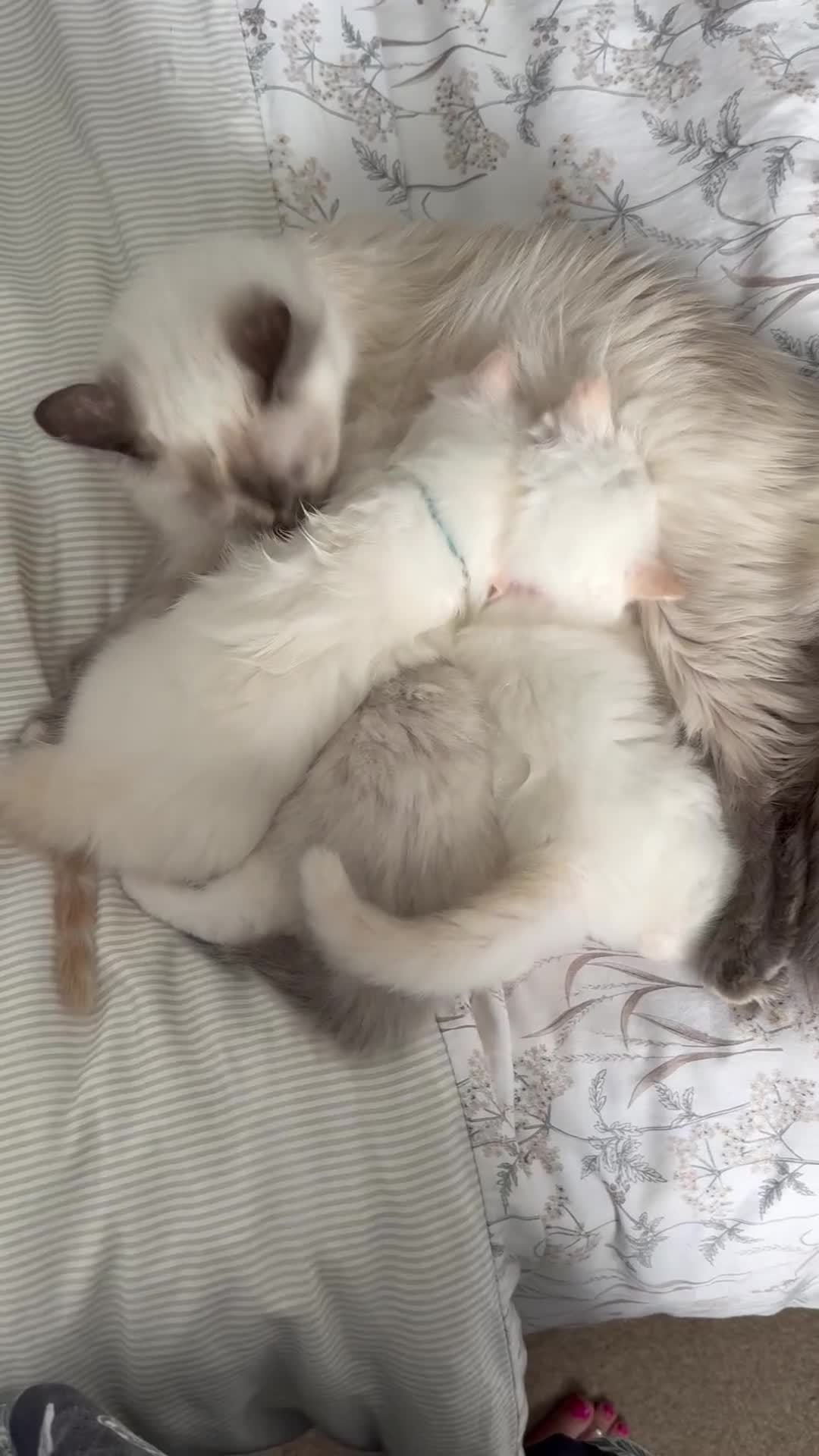 Ragdoll cats for sale: Beautiful Ragdoll Kittens, 2 Flamepoint, 1 mitted - Video 2